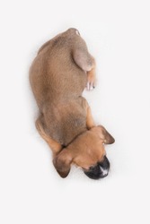 Top View Of Puppy Dog On White Background