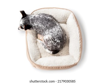 Top View Of Puppy Sleeping In Dog Bed. Exhausted Cute Puppy Dog With Head Hanging Out Of The Doggy Bed. High Angle View Of 9 Week Old Blue Heeler Puppy Or Australian Cattle Dog. Selective Focus.