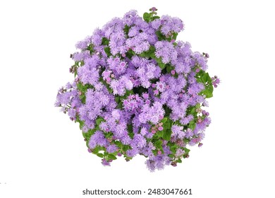 top view of a purple blooming flossflower bush, Ageratum houstonianum isolated on white background - Powered by Shutterstock