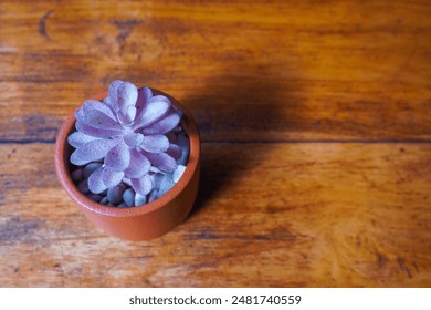 Top view of a purple succulent plant in a terracotta pot placed on a rustic wooden table - Powered by Shutterstock