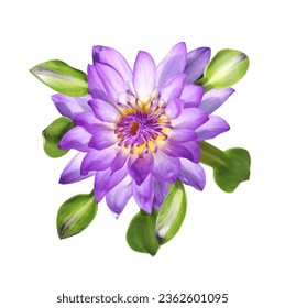  Top view of purple tropical waterlily with green leaves isolated on white background