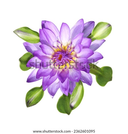  Top view of purple tropical waterlily with green leaves isolated on white background