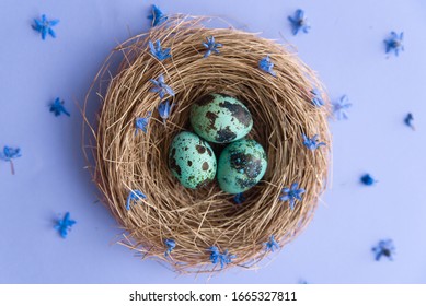 Top view of Quail Easter small fresh organic eggs on nest with small violet flowers on blue background with copy space. - Shutterstock ID 1665327811