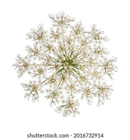 Top view of Queen Anne's Lace aka Daucus carota umbel flower. isolated on white background. - Powered by Shutterstock