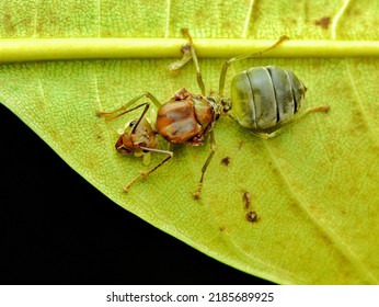 Top View Queen Weaver Ant On Leaf Protecting Its Eggs