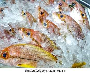 Top View Of Raw Freshly Caught Fishes On Ice For Sale At Fish Market. Fresh Tropical Seafood In The Market. A Variety Of Cold Fish Stacked. Many Fishes In Refrigerator
