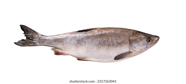 Top view of raw rainbow river trout isolated on white background with clipping path. Full Depth of field. Focus stacking. PNG