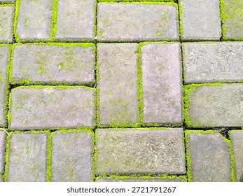 Top view of rectangular gray paving blocks with vibrant green moss growing in the joints, creating a natural geometric pattern.