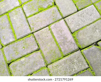 Top view of rectangular gray paving blocks with vibrant green moss growing in the joints, creating a natural geometric pattern.