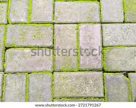 Top view of rectangular gray paving blocks with vibrant green moss growing in the joints, creating a natural geometric pattern.