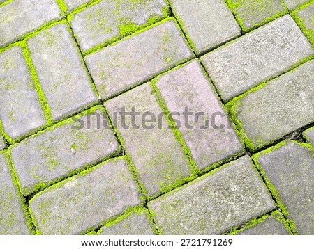 Top view of rectangular gray paving blocks with vibrant green moss growing in the joints, creating a natural geometric pattern.
