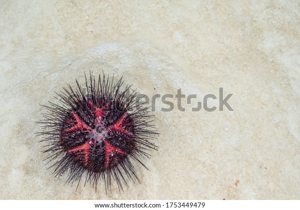 Top\
View of a Red Sea Urchin common Names of these Urchins include\
Radial Urchins and Fire Urchins. Zanzibar,\
Tanzania