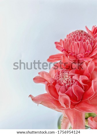 Top view of red torch ginger flower on white background, Etlingera elatior
