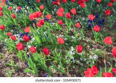 Top View Red Tulip Full Blossom At Springtime In Irving, Texas, USA. Colorful Flowers Bed Decoration Blooming At Side Street In Las Colinas Downtown