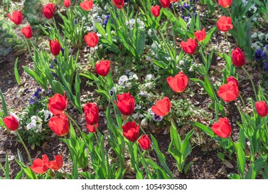 Top View Red Tulip Full Blossom At Springtime In Irving, Texas, USA. Colorful Flowers Bed Decoration Blooming At Side Street In Las Colinas Downtown