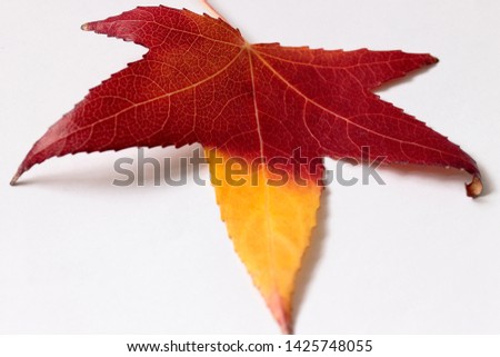 Top view of a red and yellow leaf of an American sweetgum tree, on a white background, with visible veins on its surface.