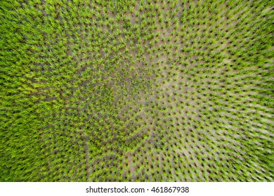 Top View Of Rice Field.