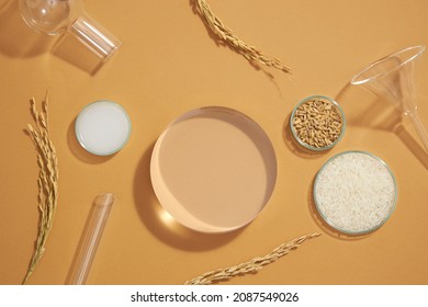 Top view of rice and wheat extract in petri dish and transparent podium for cosmetic advertising light brown advertising , front view