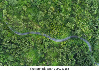 Top View Of The Road In Surrounded By Trees