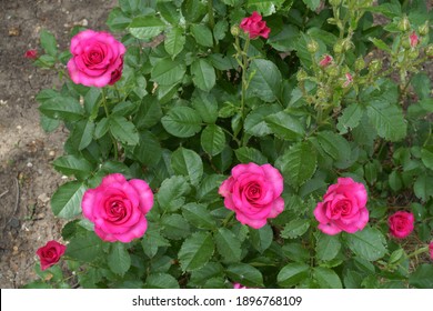 Top View Of Rose Bush With Magenta Colored Roses In May