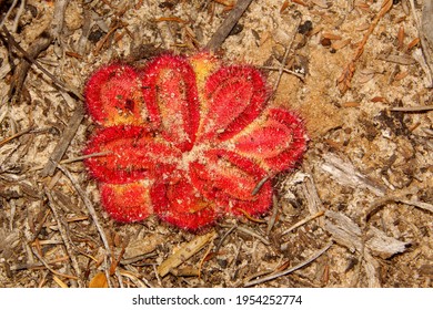 Top View Of A Rosette Of Drosera Collina, A Red Insect-eating Sundew With Sticky Leaves, In South-west Western Australian Bushland