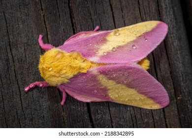 Top view of a Rosy Maple Moth (Dryocampa rubicunda), which resembles a cute stuffy toy. Raleigh, North Carolina. - Shutterstock ID 2188342895