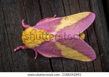 Top view of a Rosy Maple Moth (Dryocampa rubicunda), which resembles a cute stuffy toy. Raleigh, North Carolina.
