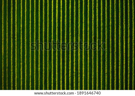 Top view of rows blackcurrant bushes, cultivated land. Aerial photography, drone shot. Agricultural area of Ukraine. Agrarian industry. Artistic wallpaper. Abstract natural pattern. Beauty of earth.