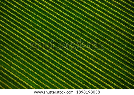 Top view of rows blackcurrant bushes, cultivated land. Aerial photography, drone shot. Agricultural area of Ukraine. Agrarian industry. Artistic wallpaper. Abstract natural pattern. Beauty of earth.