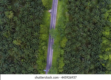 Top View Of Rural Road Through Palm Tree Forests 