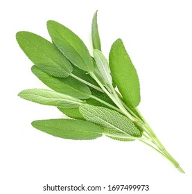 Top View Of Sage Herb Isolated On White Background