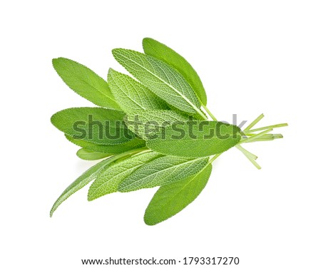 Top view of Sage herb leaves bouquet isolated on white background 