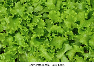 Top View Of Salad Vegetable Texture