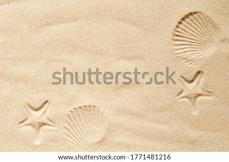 Top view of a sandy beach, texture of clean sand of a natural surface. Sand background. Imprints of mollusks and starfish in the sand.