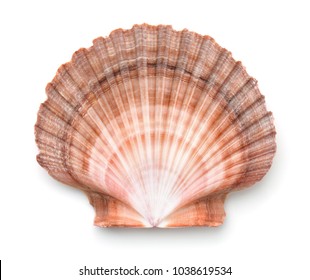 Top view of scallops shell isolated on white - Shutterstock ID 1038619534