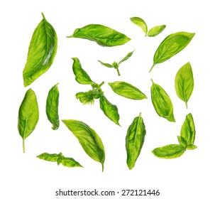 Top view scattered fresh sweet basil leaves, isolated on white background.
