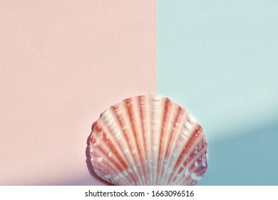 ピンク 貝 の写真素材 画像 写真 Shutterstock