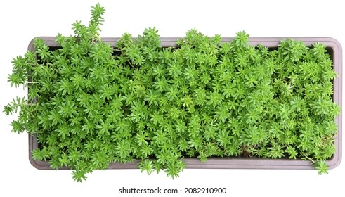 90,822 Plants Pot Top View Images, Stock Photos & Vectors | Shutterstock