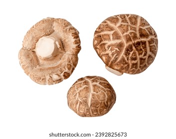 Top view set of Fresh shiitake mushrooms are isolated on white background with clipping path. Japanese and Chinese herb
