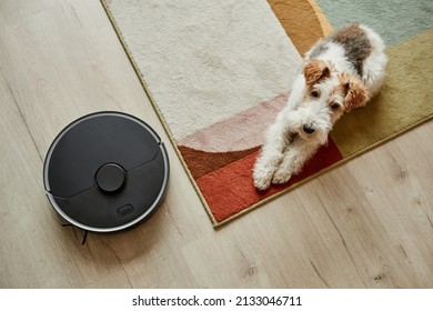 Top view at shaggy pet dog lying on carpet with robot vacuum cleaner, smart home system, copy space