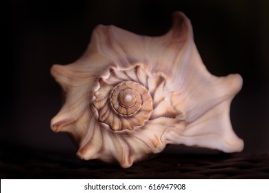 Top View Of A Shell Spiral