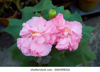 Cotton Rose Images Stock Photos Vectors Shutterstock