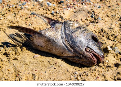 Top View Shot Dead Head Fish Over Sand