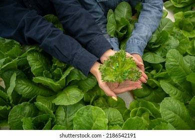 Top view to shows a close-up of a farmer holding a vegetable salad called frillice Iceberg on thier hands with care with green cos lettuce in the background. - Shutterstock ID 2186542191