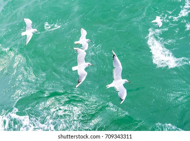 Top view of silhouette of flying seagulls. Bird flies over the sea. Seagulls hover over deep blue sea. Gull hunting down fish. Gull over boundless expanse air. Free flight. - Powered by Shutterstock