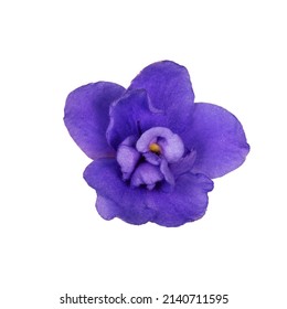 Top View Of Single Blue Purple Saintpaulia Aka African Violet Flower. Isolated On A White Background.