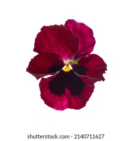 Top View Of Single Bordeaux Red Violet Flower. Isolated On A White Background.