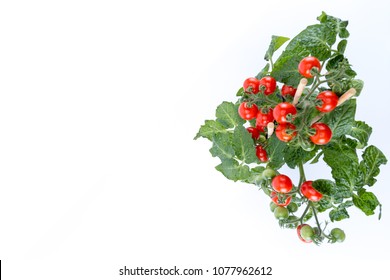 8,293 Hanging tomato plant Images, Stock Photos & Vectors | Shutterstock