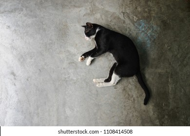 Top View Sleeping Black Cat With White Marks On Cement Background,copy Space