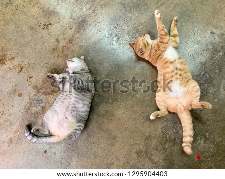 Top view of sleeping cat on the floor
